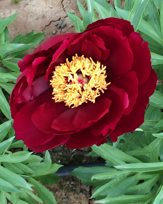PEONIA EARLY SCOUT