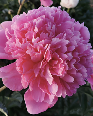 PEONIA EDULIS SUPERBA