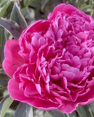 PEONIA EDULIS SUPERBA