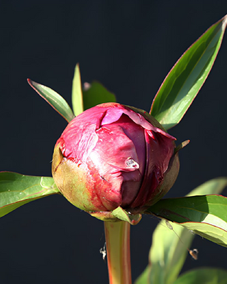 PEONIA EDULIS SUPERBA