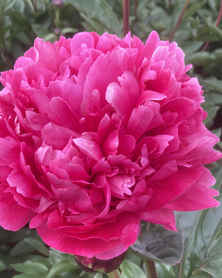 PEONIA FIORE (RED SARAH BERNHARDT)