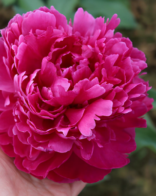 PEONIA FIORE (RED SARAH BERNHARDT)