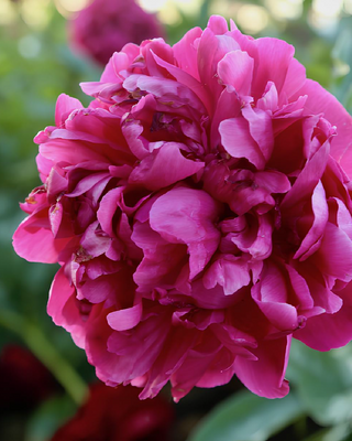 PEONIA FIORE (RED SARAH BERNHARDT)