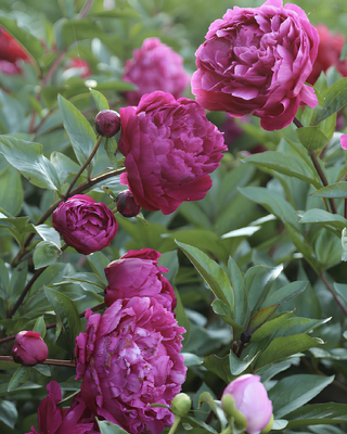 PEONIA FIORE (RED SARAH BERNHARDT)