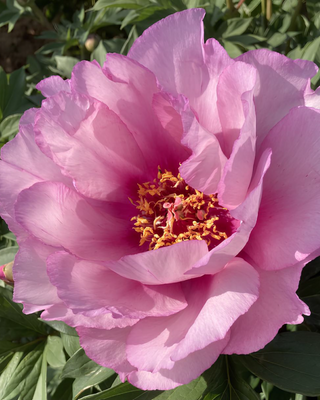 PEONIA FIRST ARRIVAL (ITOH)