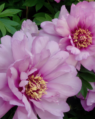 PEONIA FIRST ARRIVAL (ITOH)
