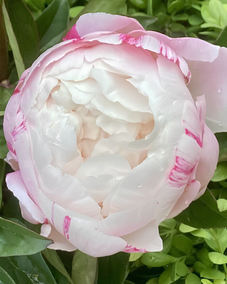 PEONIA GARDENIA