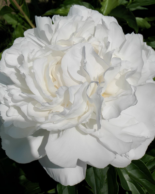 PEONIA GARDENIA
