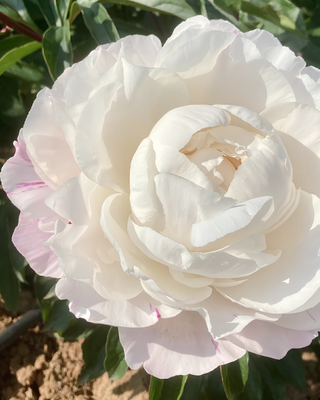 PEONIA GARDENIA