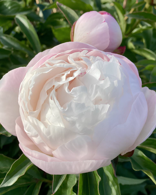 PEONIA GARDENIA