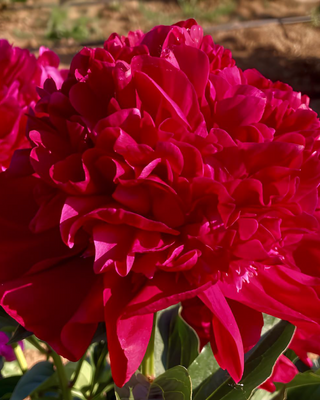 PEONIA GENERAL MACMAHON
