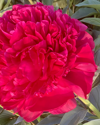 PEONIA GENERAL MACMAHON