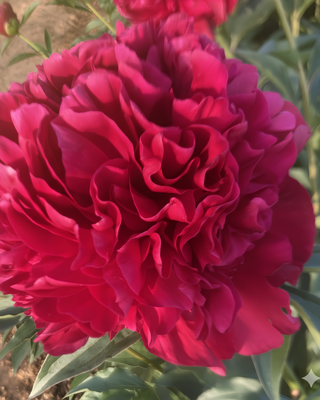 PEONIA GENERAL MACMAHON