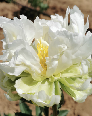PEONIA GREEN HALO