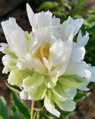 PEONIA GREEN HALO