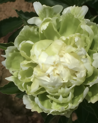 PEONIA GREEN HALO