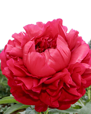 PEONIA HENRY BOCKSTOCE