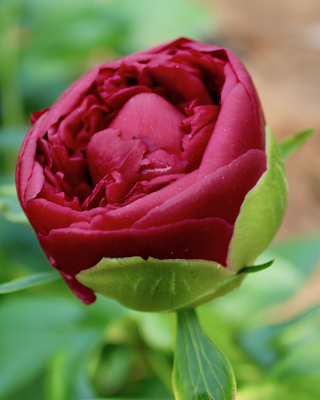 PEONIA HENRY BOCKSTOCE