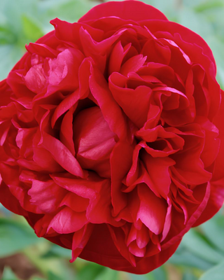 PEONIA HENRY BOCKSTOCE