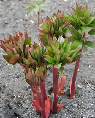 PEONIA HENRY BOCKSTOCE