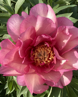 PEONIA HILLARY (ITOH)