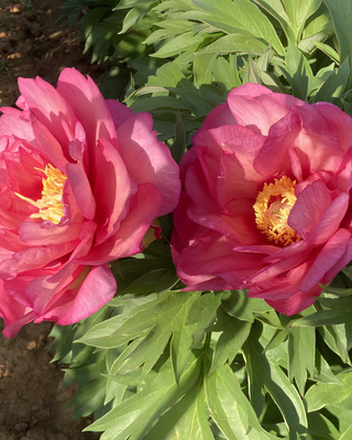 PEONIA HILLARY (ITOH)