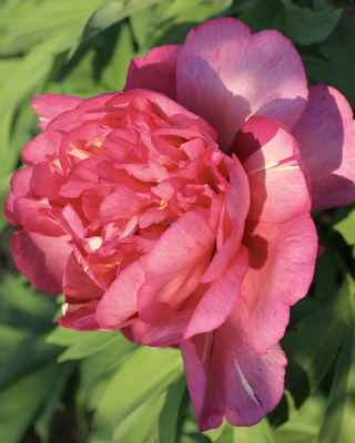 PEONIA HILLARY (ITOH)