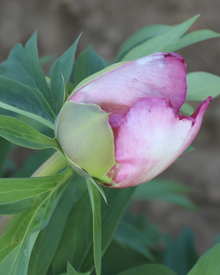 PEONIA HILLARY (ITOH)