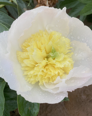 PEONIA HONEY GOLD