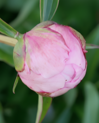 PEONIA IVORY ROSE