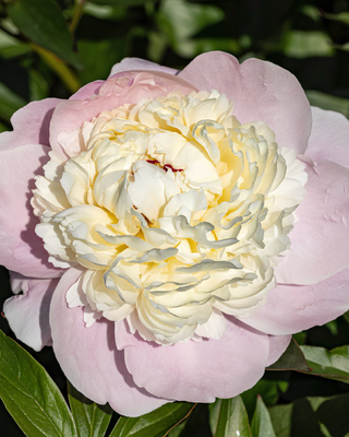 PEONIA JEANNE D'ARC