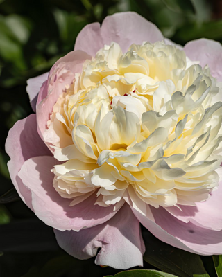 PEONIA JEANNE D'ARC
