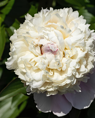 PEONIA JEANNE D'ARC