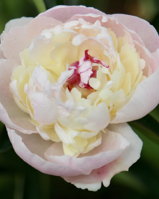 PEONIA JEANNE D'ARC