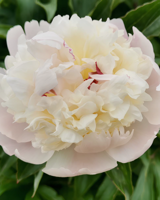PEONIA JEANNE D'ARC