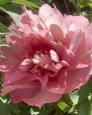 PEONIA JULIA ROSE (ITOH)