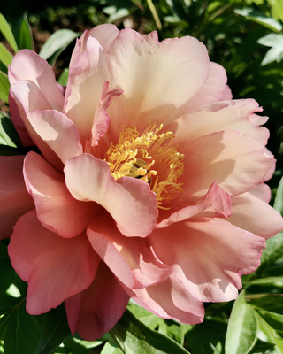 PEONIA JULIA ROSE (ITOH)