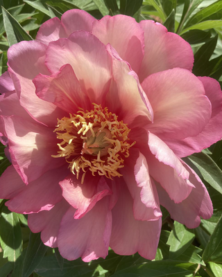 PEONIA JULIA ROSE (ITOH)