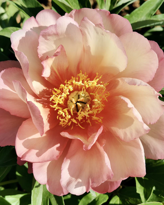PEONIA JULIA ROSE (ITOH)