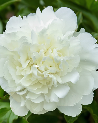 PEONIA KELWAY'S GLORIOUS