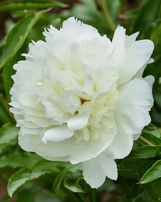 PEONIA KELWAY'S GLORIOUS
