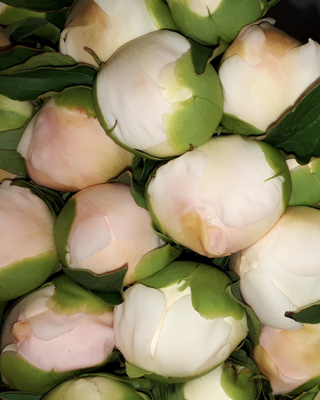 PEONIA KELWAY'S GLORIOUS