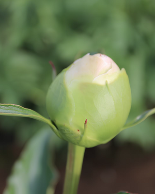 PEONIA KELWAY'S GLORIOUS