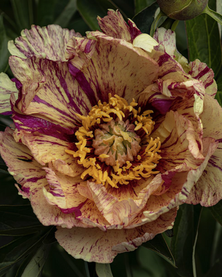 PEONIA LOLLIPOP (ITOH)