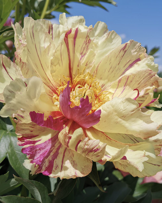 PEONIA LOLLIPOP (ITOH)