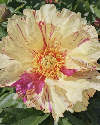 PEONIA LOLLIPOP (ITOH)