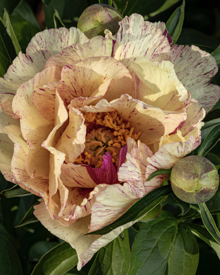 PEONIA LOLLIPOP (ITOH)