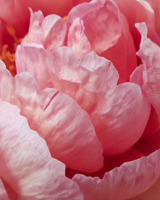 PEONIA MAGICAL MISTERY TOUR (ITOH)