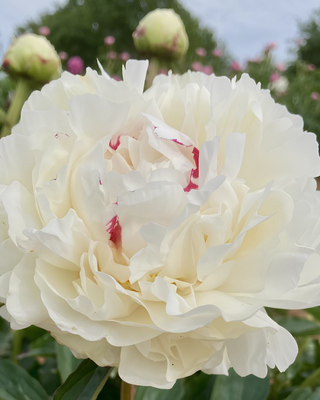 PEONIA MARIE LEMOINE