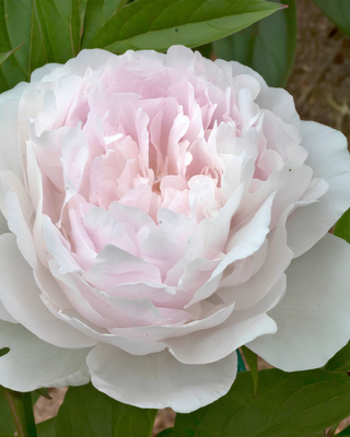 PEONIA MYRTLE GENTRY